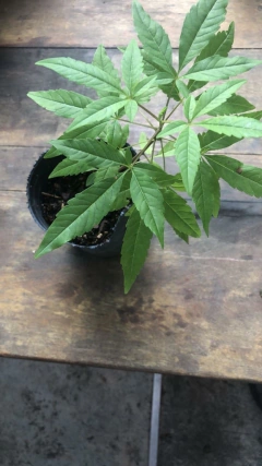 Planta de Vitex Agnus Castus