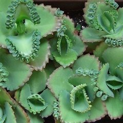 Planta de Kalanchoe laetivirens - Fértil