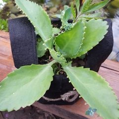 Planta de Kalanchoe laetivirens