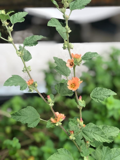 Planta de Malvavisco