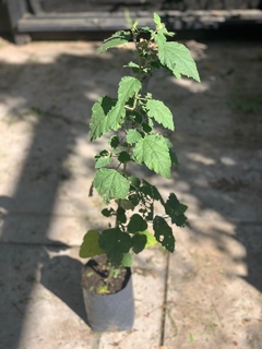 Planta de Malvavisco - comprar online