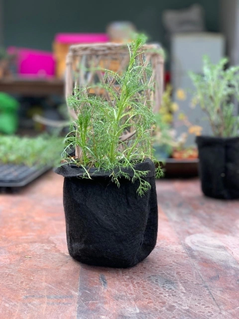 Planta de Manzanilla