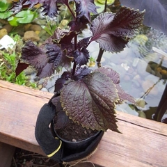 Planta de Perilla