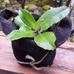 Planta de Kalanchoe pinnata - comprar online