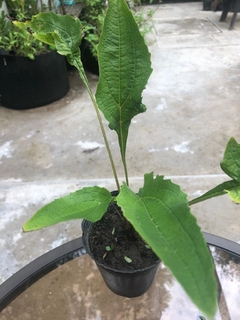 Planta de Equinácea (Echinacea)