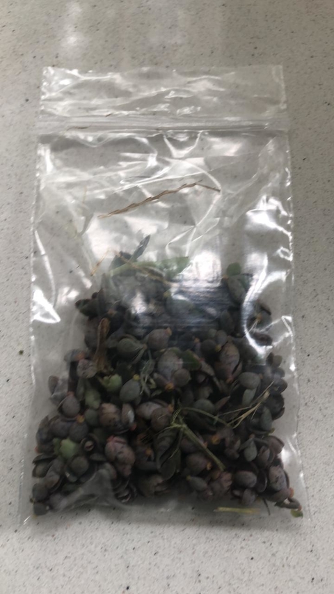 Semillas de Kalanchoe Daigremontiana