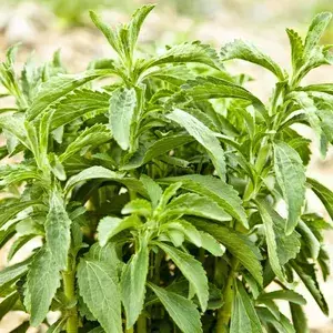 Planta de Stevia - comprar online