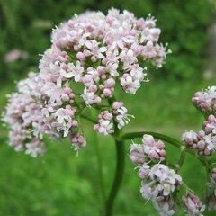 Planta de Valeriana - comprar online