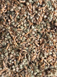 Semillas de Llantén en internet