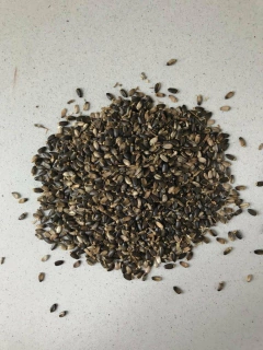 Semillas de Celedonia en internet