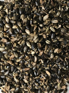 Semillas de Celedonia - Fértil