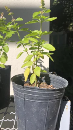 Planta de Albahaca de las 4 estaciones - comprar online