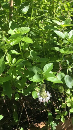 Planta de Albahaca de las 4 estaciones