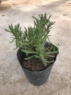 Planta de Lavanda