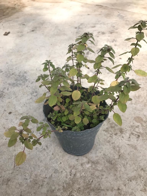 Planta de Orégano
