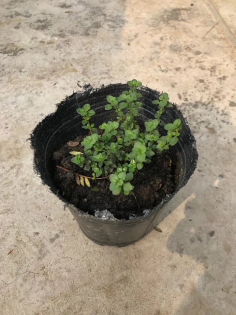 Planta de Tomillo Limón