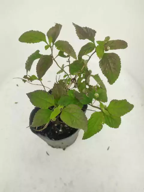 Planta de Azúcar de los Aztecas (Lippia dulcis)