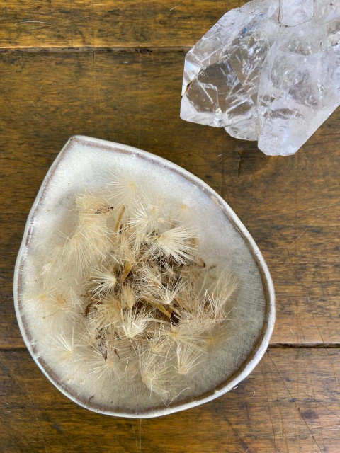 Semillas de Cardo Mariano - comprar online