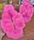 Chinelufa Pink com Laço