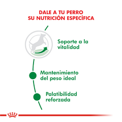 Alimento Royal Canin Mini Adult 8+ para Perros Adultos Pequeños - TotalPet