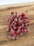 CORAL ROJO GRANDE en internet