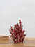CORAL ROJO GRANDE