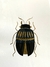 CUADRO ESCARABAJO SERIE BICHOS - comprar online