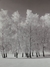CUADRO PAISAJE ÁRBOLES - comprar online