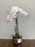 ORQUÍDEA EXTRA GRANDE - comprar online
