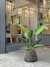 PLANTA REVENALA CHICO