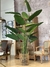PLANTA REVENALA GRANDE - tienda online