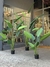 PLANTA REVENALA CHICO en internet