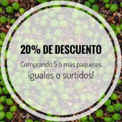 20 semillas de Astrophytum asterias 'Nishiki' - La Cactaria