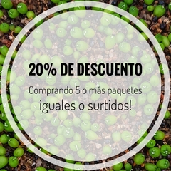 20 semillas Mix asterias Star Shape - Cruzas Puras! - La Cactaria