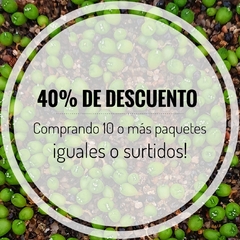 20 semillas Mix de asterias Kikko - Cruzas Puras! - La Cactaria