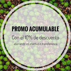 20 semillas Mix de asterias Kikko - Cruzas Puras! - tienda online