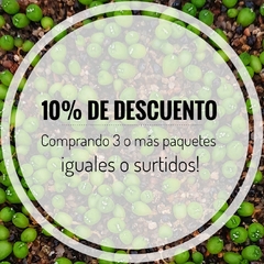 20 semillas Mix asterias Star Shape - Cruzas Puras! en internet