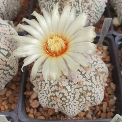 20 semillas de Astrophytum asterias 'Superkabuto Star Shape' - La Cactaria