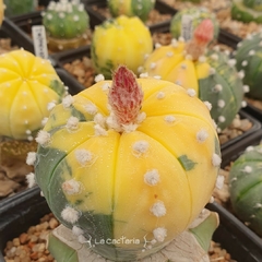 20 semillas de Astrophytum asterias 'Nishiki' - La Cactaria