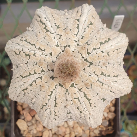 20 semillas de Astrophytum asterias 'Superkabuto Star Shape' - comprar online