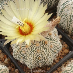 20 semillas de Astrophytum asterias 'Superkabuto Star Shape' - tienda online