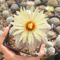 20 semillas de Astrophytum asterias 'Superkabuto Star Shape' en internet