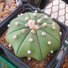 20 semillas Mix asterias Star Shape - Cruzas Puras! en internet