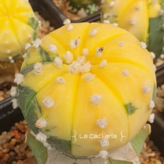 20 semillas de Astrophytum asterias 'Nishiki' - tienda online