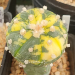 20 semillas de Astrophytum asterias 'Nishiki'