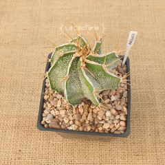 AB24124 - Astrophytum ornatum Hakujo M10