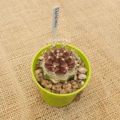 NOV24193 - Gymnocalycium mihanovichii var. friedrichii injertado