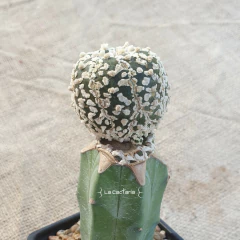 OUTLET - Astrophytum asterias Superkabuto Vtype injertado - La Cactaria