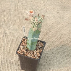 EN2526 - Astrophytum asterias Kikko Superkabuto prolífero injertado en internet