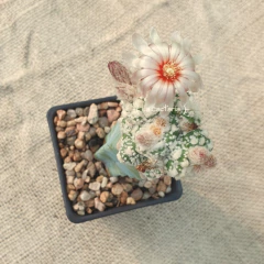 EN2526 - Astrophytum asterias Kikko Superkabuto prolífero injertado - tienda online